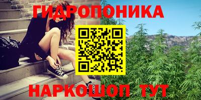 сатива Кандалакша